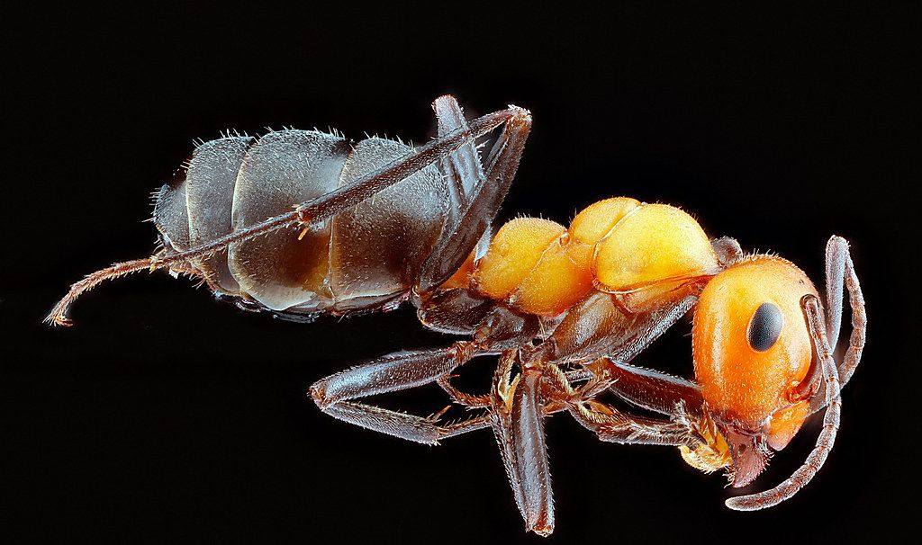 Ant Control service in Hemet, CA