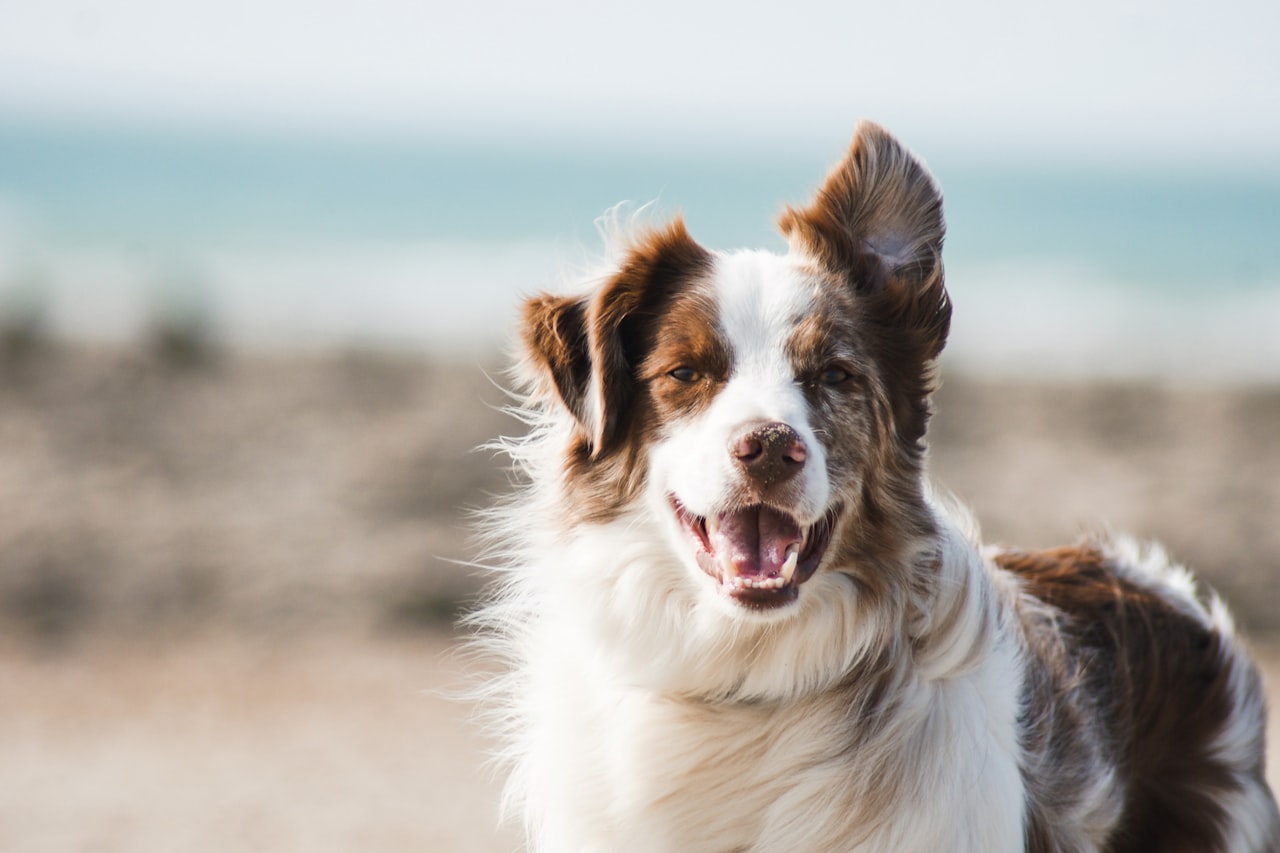 Flea & Tick Control service in Hemet, CA