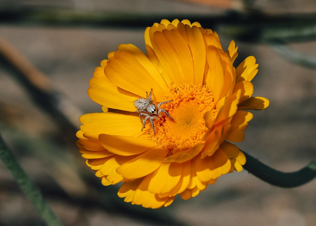 Spider Control service in Hemet, CA